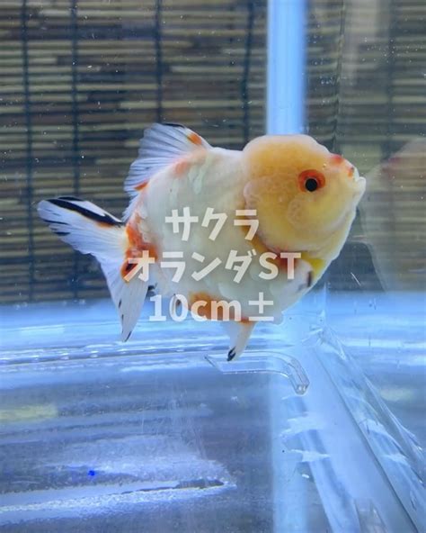 山形金魚|山形県 金魚の専門店・販売店 一覧｜金魚専門のアクアショップ 